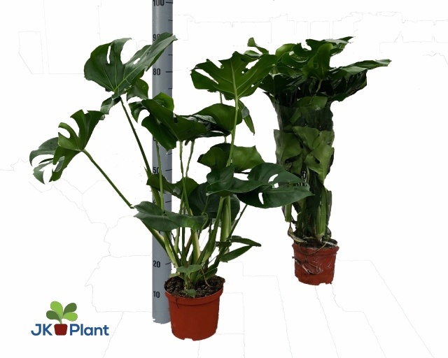 Горшечные цветы и растения оптом Monstera Deliciosa от 6шт из Голландии с доставкой по России
