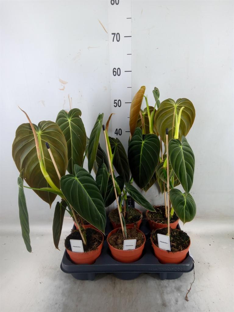 Горшечные цветы и растения оптом Philodendron Melanochrysum от 6шт из Голландии с доставкой по России