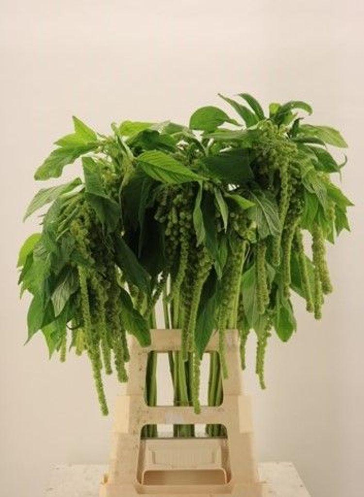 Срезанные цветы оптом Amaranthus caudatus cycloop от 50шт из Голландии с доставкой по России