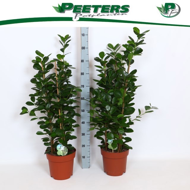 Горшечные цветы и растения оптом Fic Mi Moclame от 1шт из Голландии с доставкой по России