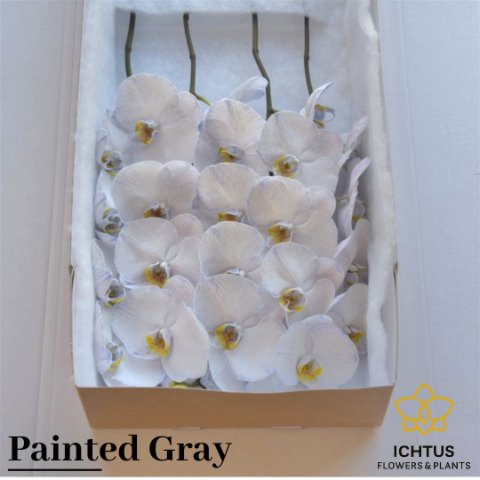 Срезанные цветы оптом Phalaenopsis paint grey от 15шт. из Голландии с доставкой по России