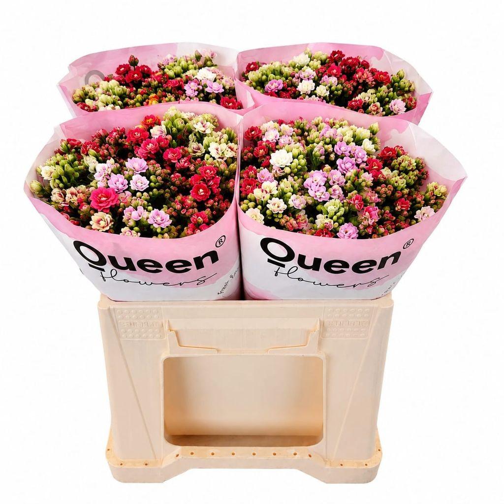 Срезанные цветы оптом Kalanchoe mix rainbow от 20шт из Голландии с доставкой по России