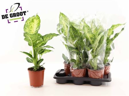 Горшечные цветы и растения оптом Dieffenbachia Mars от 6шт из Голландии с доставкой по России