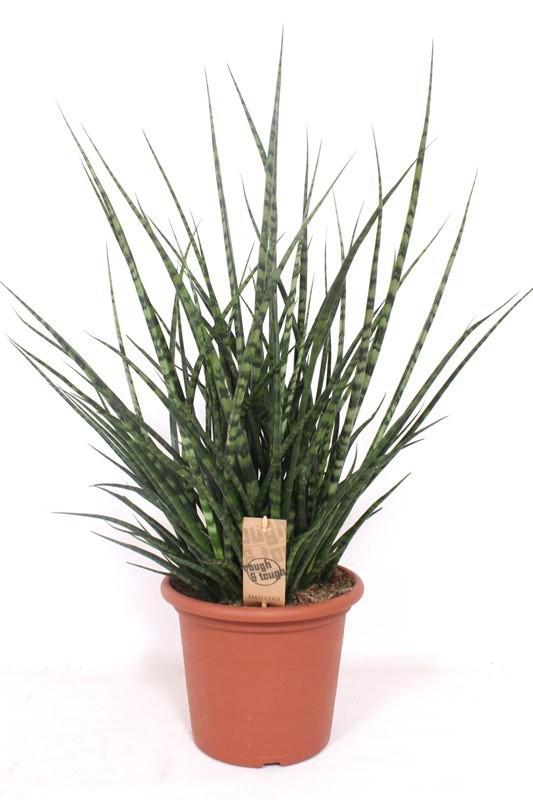 Горшечные цветы и растения оптом Sansevieria Fernwood Punk от 1шт из Голландии с доставкой по России