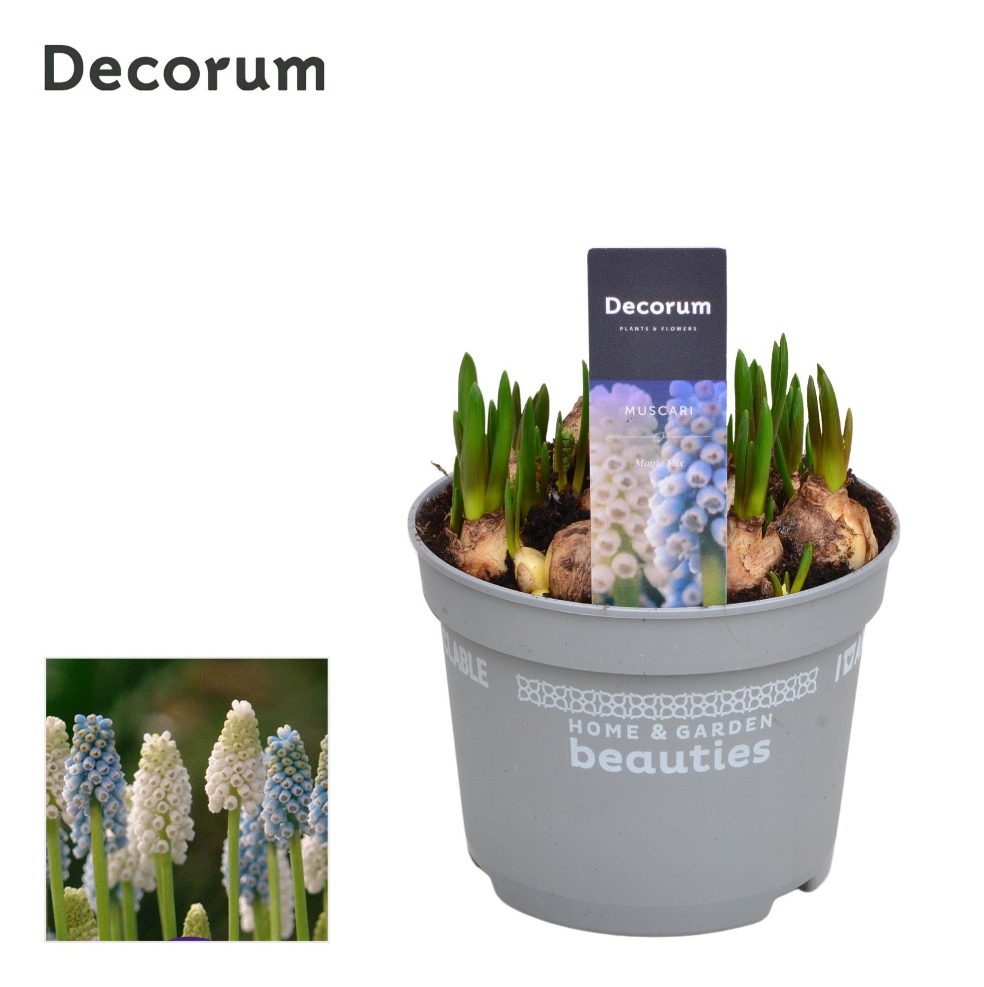 Горшечные цветы и растения оптом Muscari Magic Mix (decorum) от 10шт из Голландии с доставкой по России