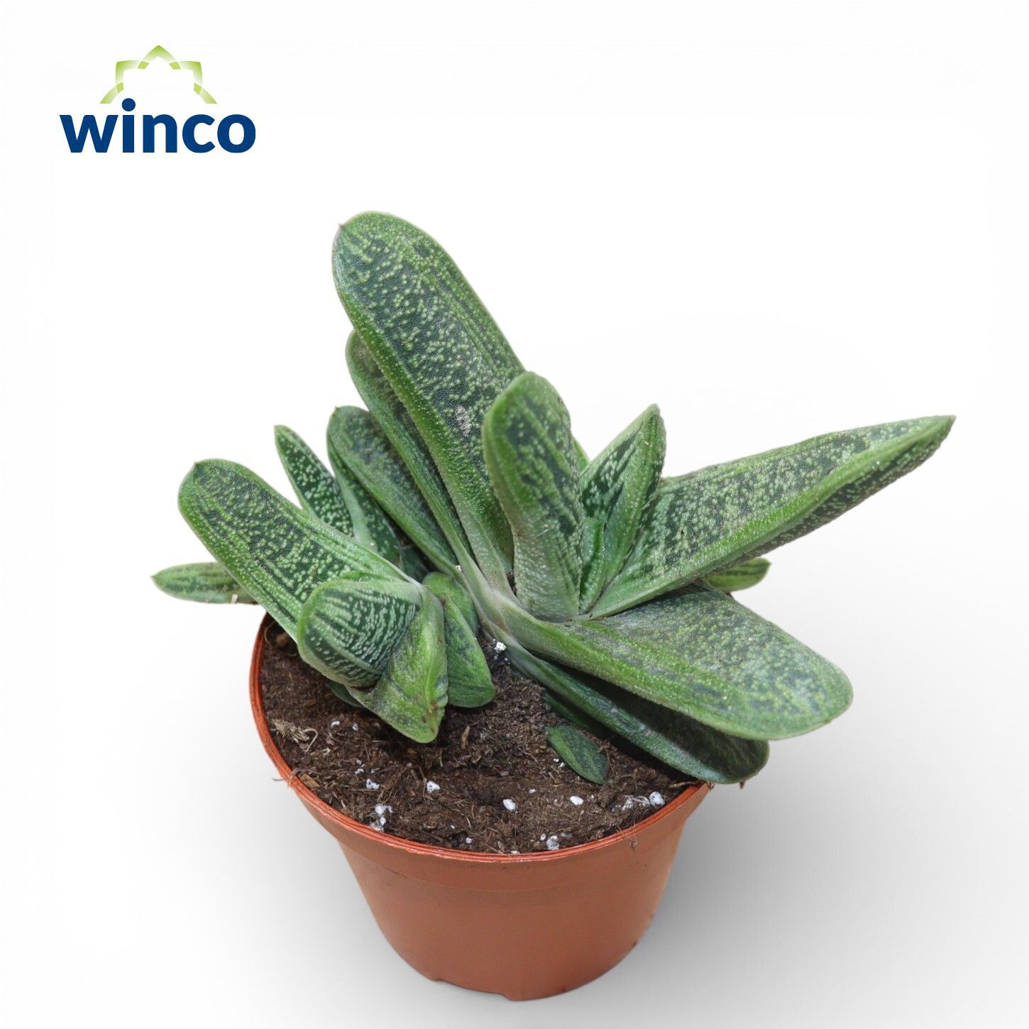 Горшечные цветы и растения оптом Gasteria Little Warthii от 18шт (для телеги) из Голландии с доставкой по России