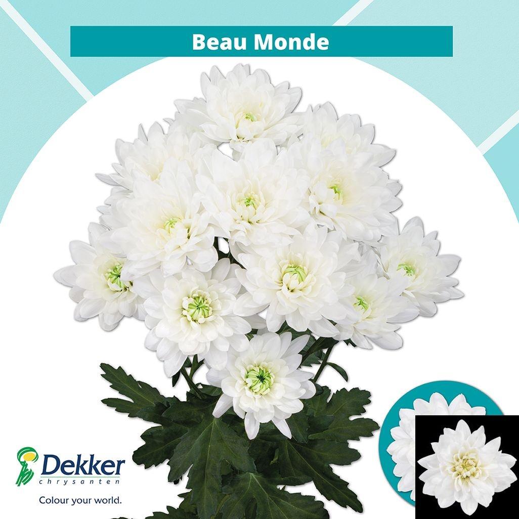 Срезанные цветы оптом Chrys sp beau monde от 80шт из Голландии с доставкой по России