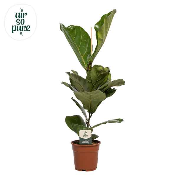 Горшечные цветы и растения оптом Ficus Lyrata (air So Pure) от 6шт из Голландии с доставкой по России