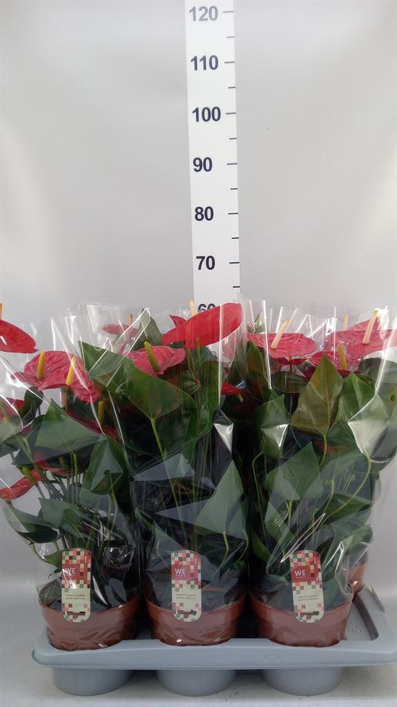Горшечные цветы и растения оптом Anthurium Andr. idaho от 6шт из Голландии с доставкой по России