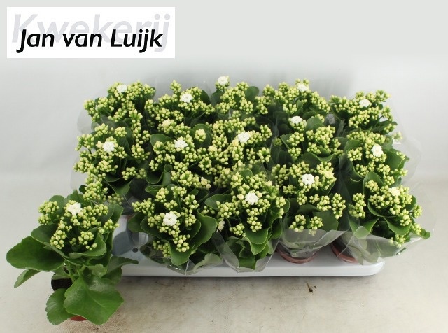 Горшечные цветы и растения оптом Kal Ge Rf Sia от 15шт (для телеги) из Голландии с доставкой по России