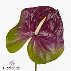 Срезанные цветы оптом Anthurium jumbo от 8шт.. из Голландии с доставкой по России