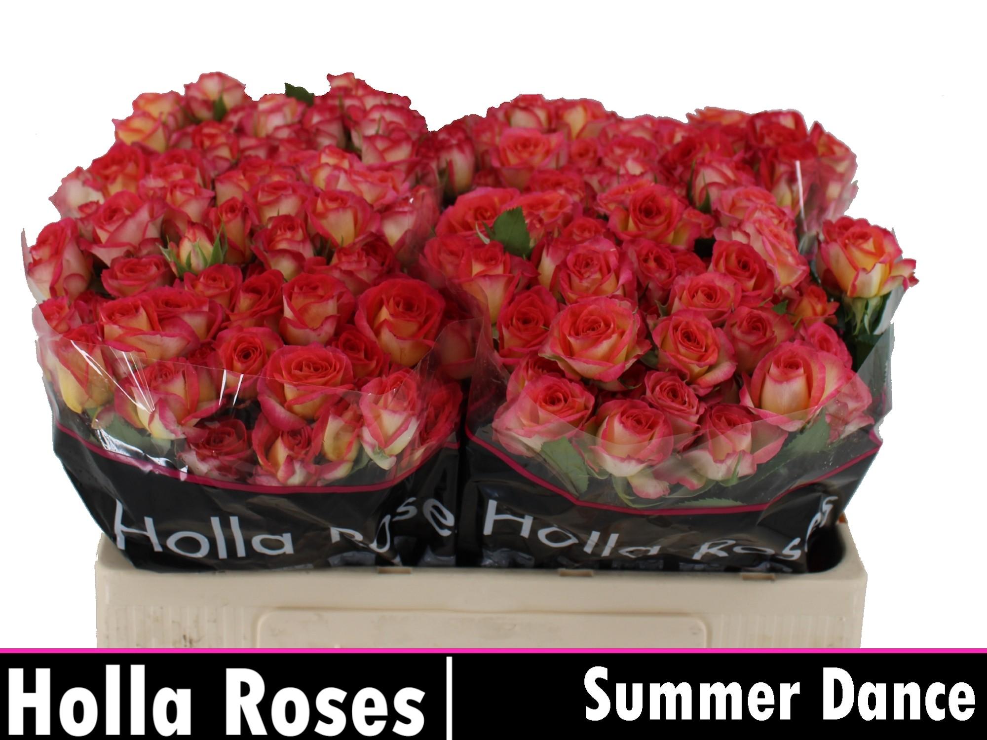 Срезанные цветы оптом Rosa spray summer dance от 40шт из Голландии с доставкой по России