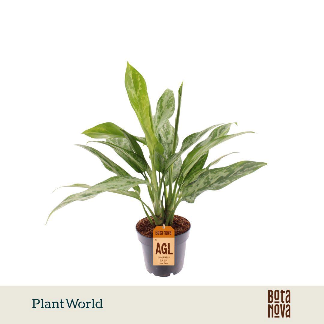 Горшечные цветы и растения оптом Aglaonema Green Lady от 10шт из Голландии с доставкой по России