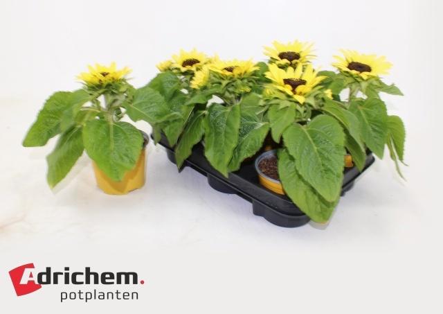 Горшечные цветы и растения оптом Heli Sunsation Lemon от 6шт из Голландии с доставкой по России