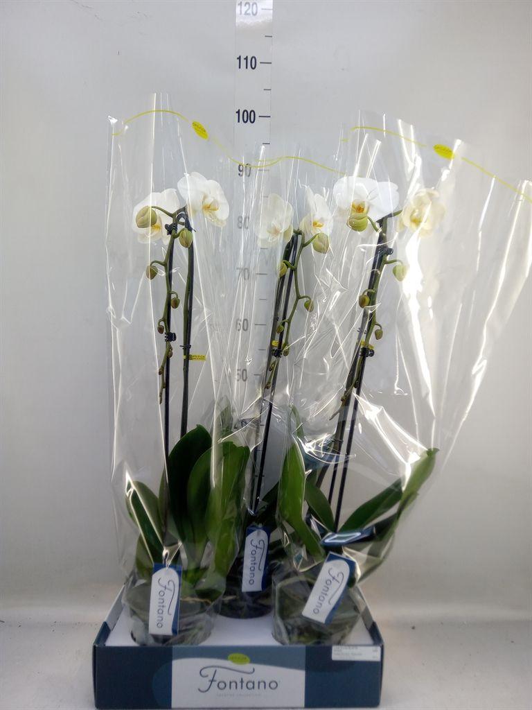 Горшечные цветы и растения оптом Phalaenopsis   ...white от 3шт из Голландии с доставкой по России