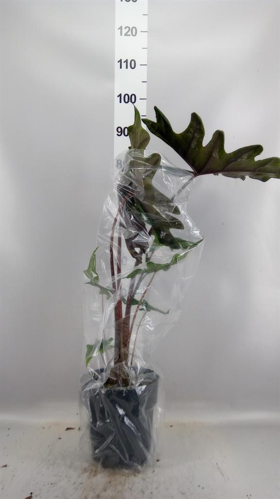 Горшечные цветы и растения оптом Alocasia jacklyn от 1шт (для телеги) из Голландии с доставкой по России