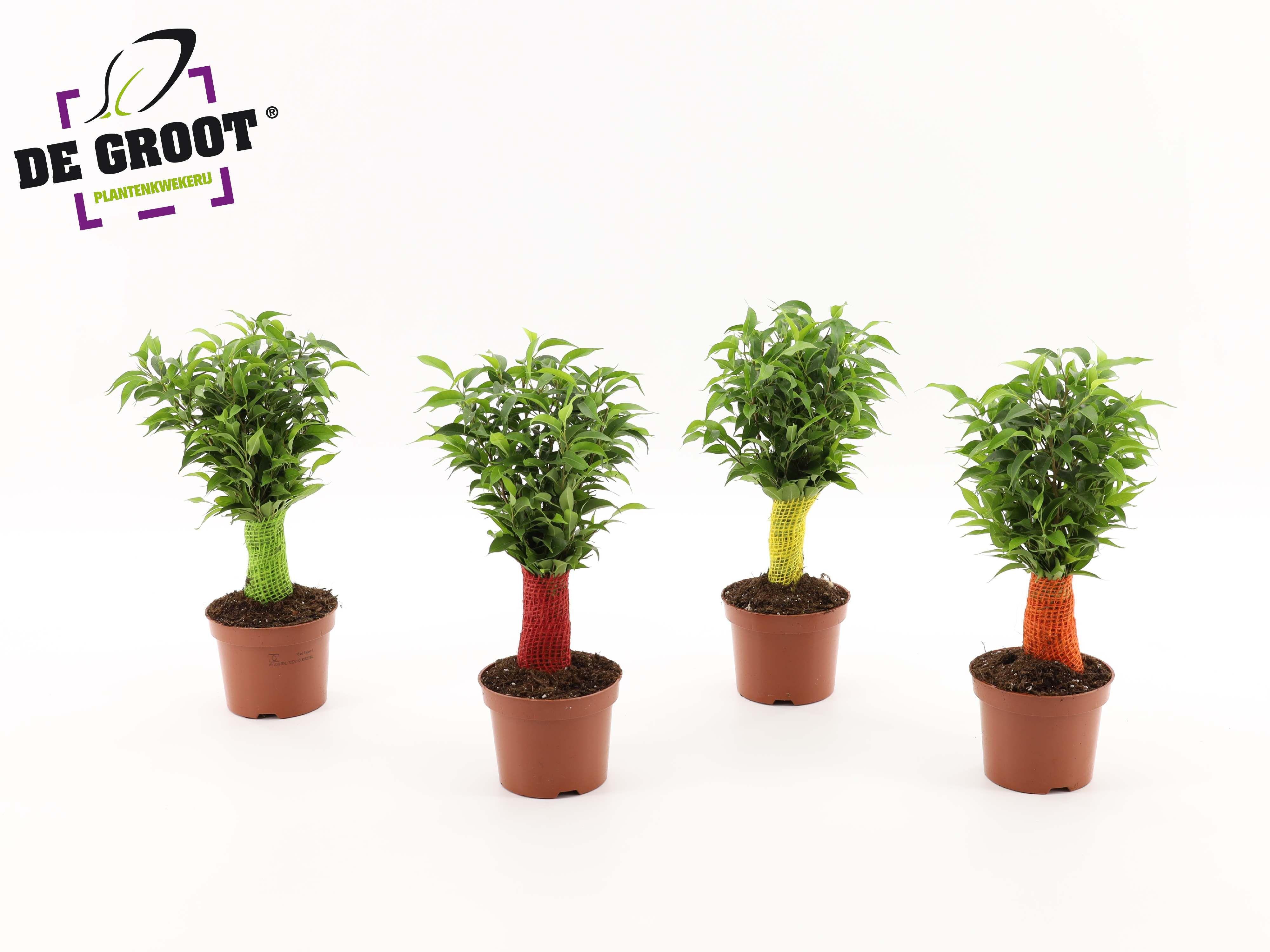 Горшечные цветы и растения оптом Ficus Be Jute Stem Colour Stem от 10шт из Голландии с доставкой по России