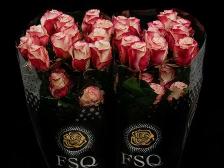 Срезанные цветы оптом Rosa ec sweetnesse от 40шт из Голландии с доставкой по России