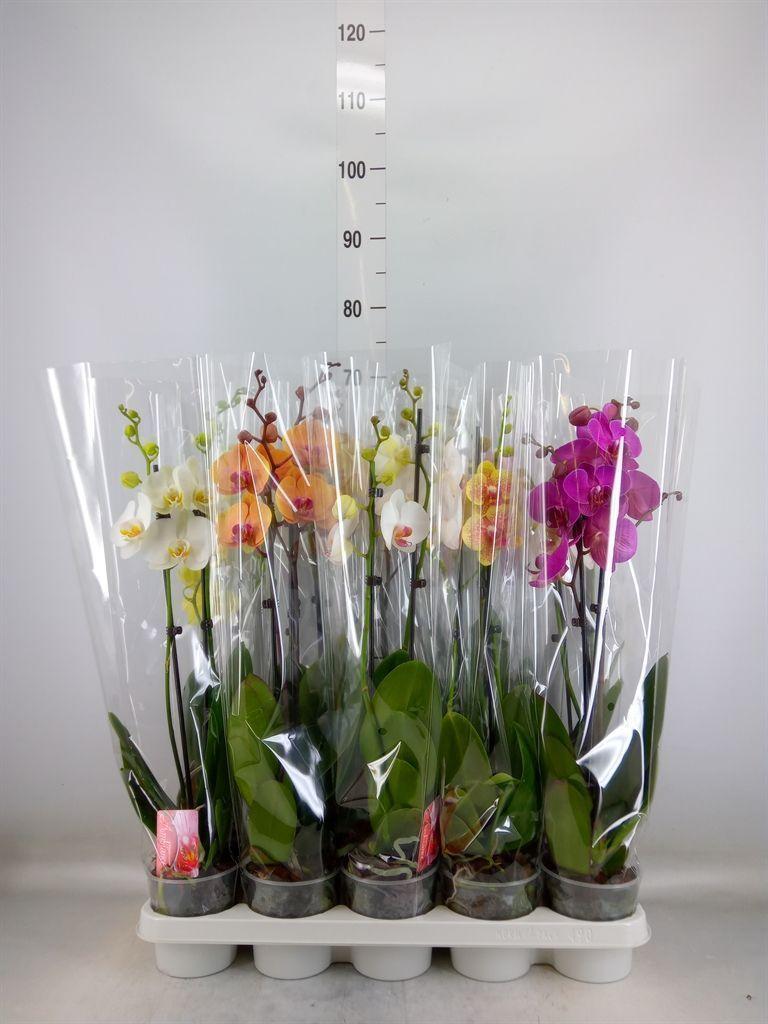 Горшечные цветы и растения оптом Phal 1st Mix 12+ (konst) от 10шт из Голландии с доставкой по России