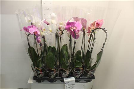 Горшечные цветы и растения оптом Phal El Cascade 1 Branche 9+ от 10шт из Голландии с доставкой по России