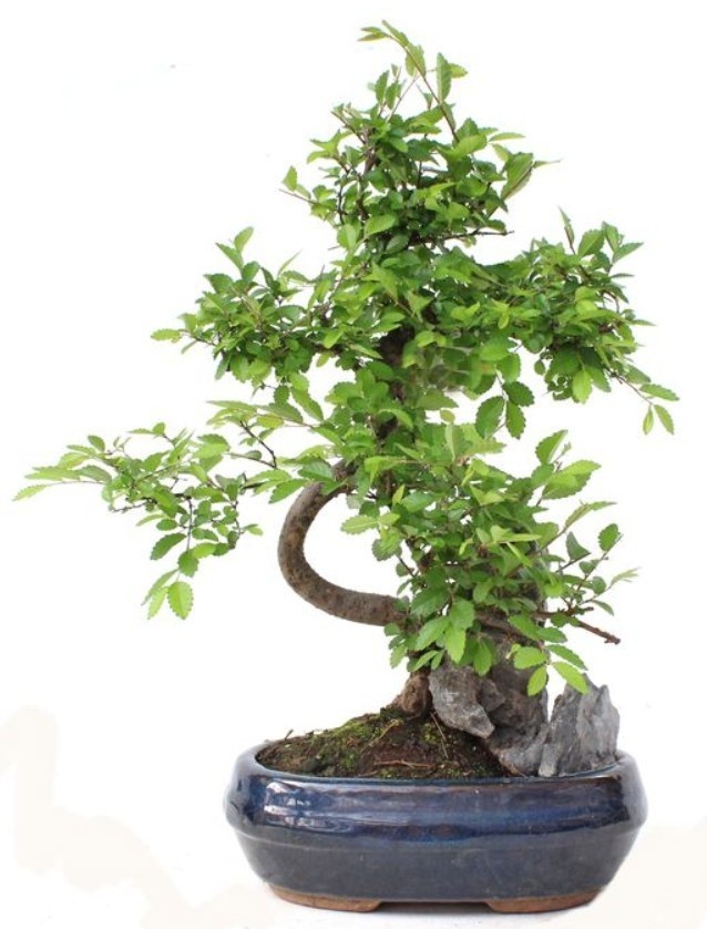 Горшечные цветы и растения оптом Zelkova от 4шт из Голландии с доставкой по России