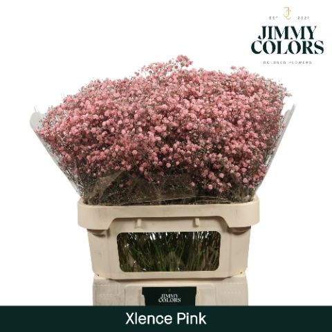 Срезанные цветы оптом Gyps large paint pink от 50шт из Голландии с доставкой по России