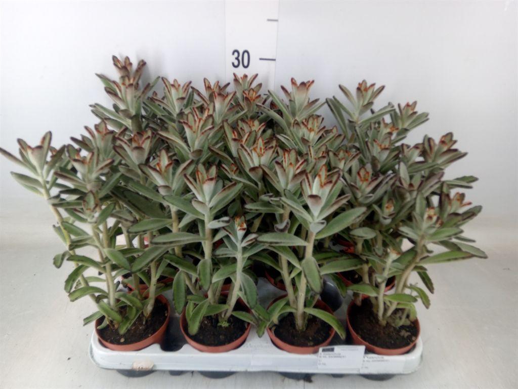 Горшечные цветы и растения оптом Kalanchoe Nf Tomentosa от 12шт (для телеги) из Голландии с доставкой по России