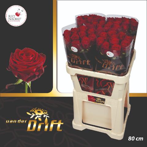 Срезанные цветы оптом Rosa large red naomi! Drift от 50шт из Голландии с доставкой по России