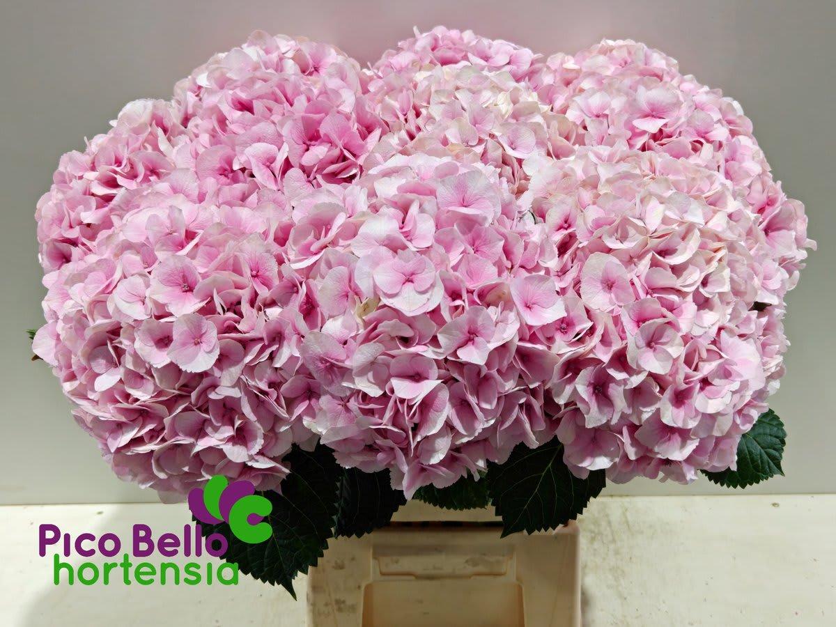 Срезанные цветы оптом Hydrangea my beautiful vienna от 10шт из Голландии с доставкой по России