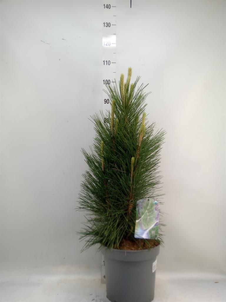 Горшечные цветы и растения оптом Pinus Mugo от 1шт из Голландии с доставкой по России