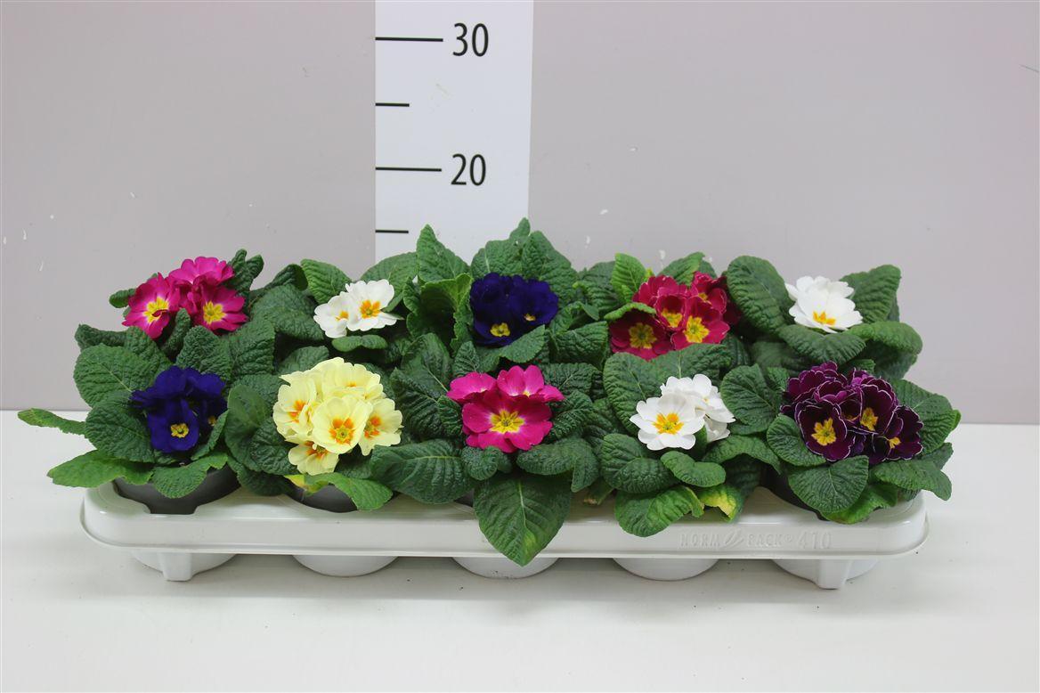 Горшечные цветы и растения оптом Primula Acaulis Gemengd от 10шт из Голландии с доставкой по России