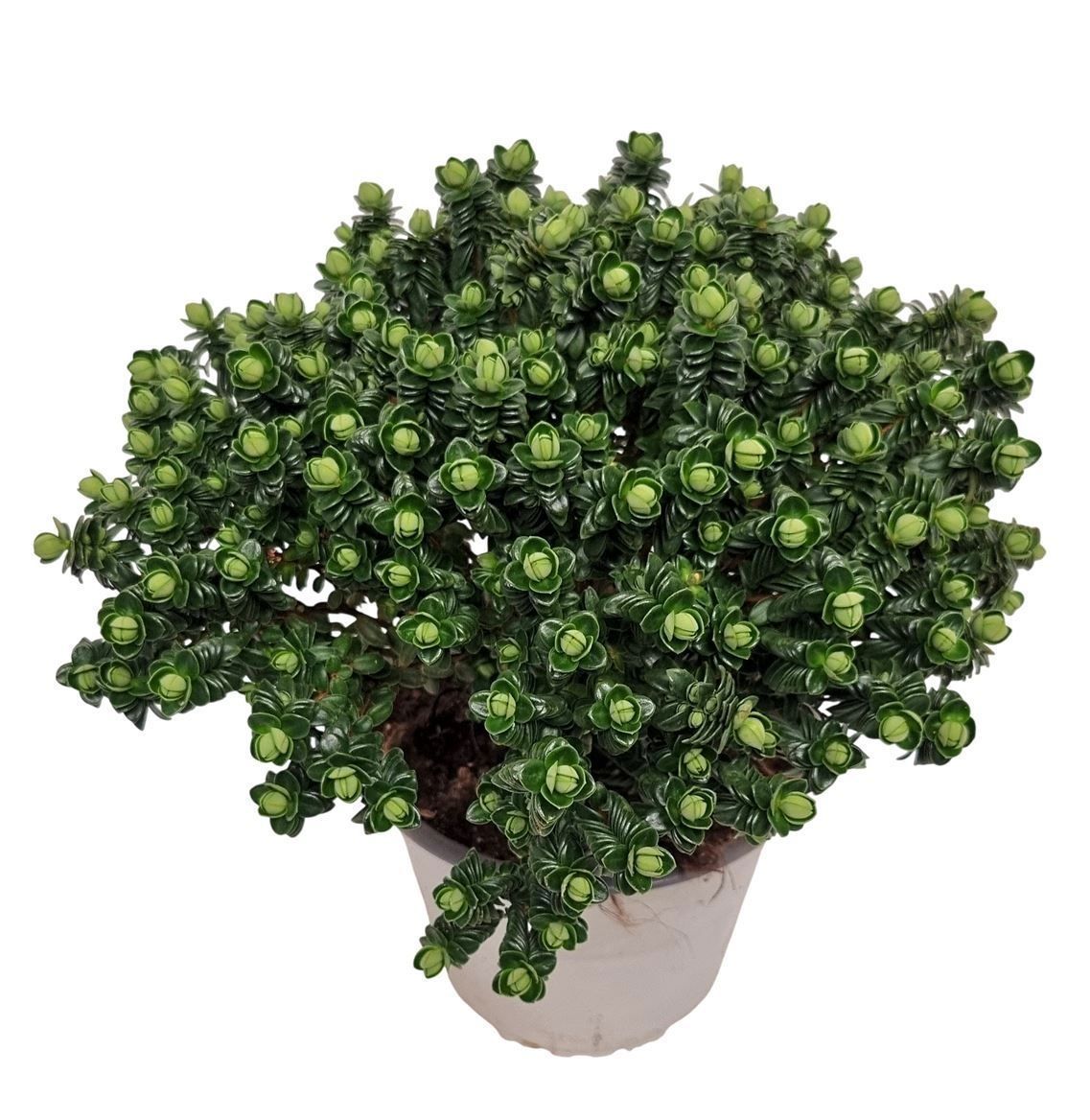 Горшечные цветы и растения оптом Pimelea Ferruginea от 8шт из Голландии с доставкой по России