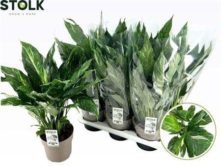 Горшечные цветы и растения оптом Spath Diamond Variegata + Flowers от 6шт из Голландии с доставкой по России