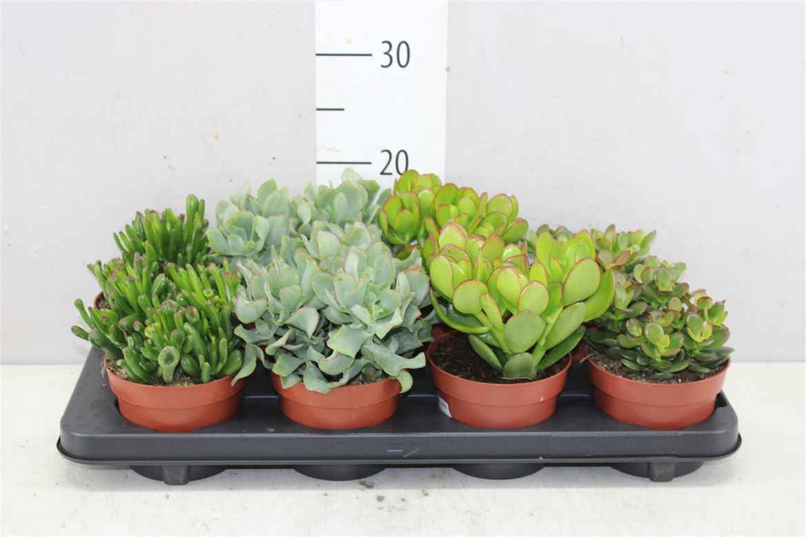 Горшечные цветы и растения оптом Crassula Mix от 8шт из Голландии с доставкой по России