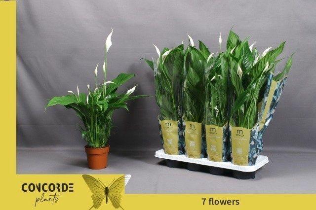 Горшечные цветы и растения оптом Spath Sweet Benito от 8шт из Голландии с доставкой по России