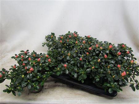 Горшечные цветы и растения оптом Rhodo Si C Mattelin от 6шт из Голландии с доставкой по России