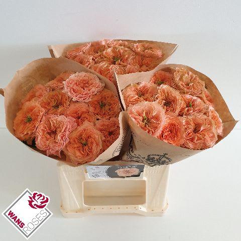 Срезанные цветы оптом Rosa garden living coral от 30шт из Голландии с доставкой по России