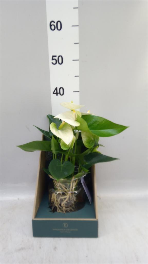 Горшечные цветы и растения оптом Anthurium karma White A от 1шт из Голландии с доставкой по России