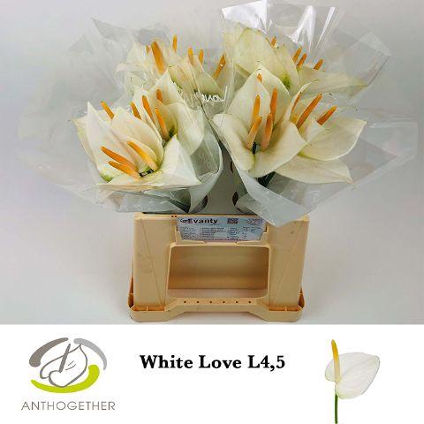 Срезанные цветы оптом Anthurium love white от 40шт из Голландии с доставкой по России