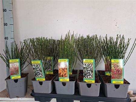 Горшечные цветы и растения оптом Cyti Pr Ov Outdoor от 8шт из Голландии с доставкой по России