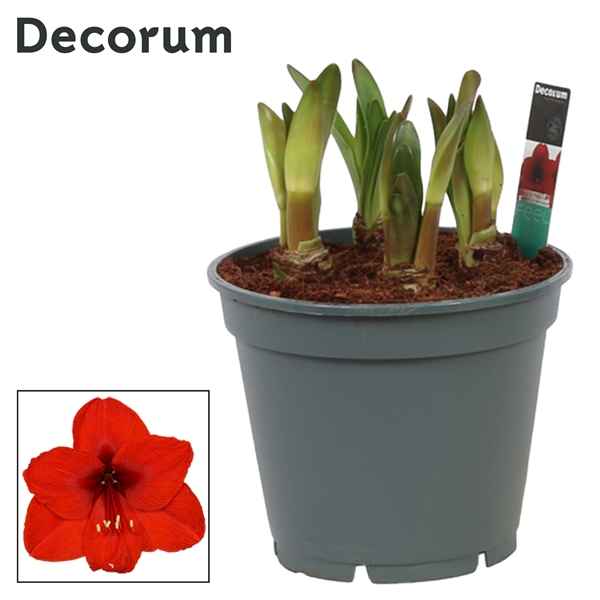 Горшечные цветы и растения оптом Hipp Multiflora Royal Red 6pp (decorum) от 6шт из Голландии с доставкой по России