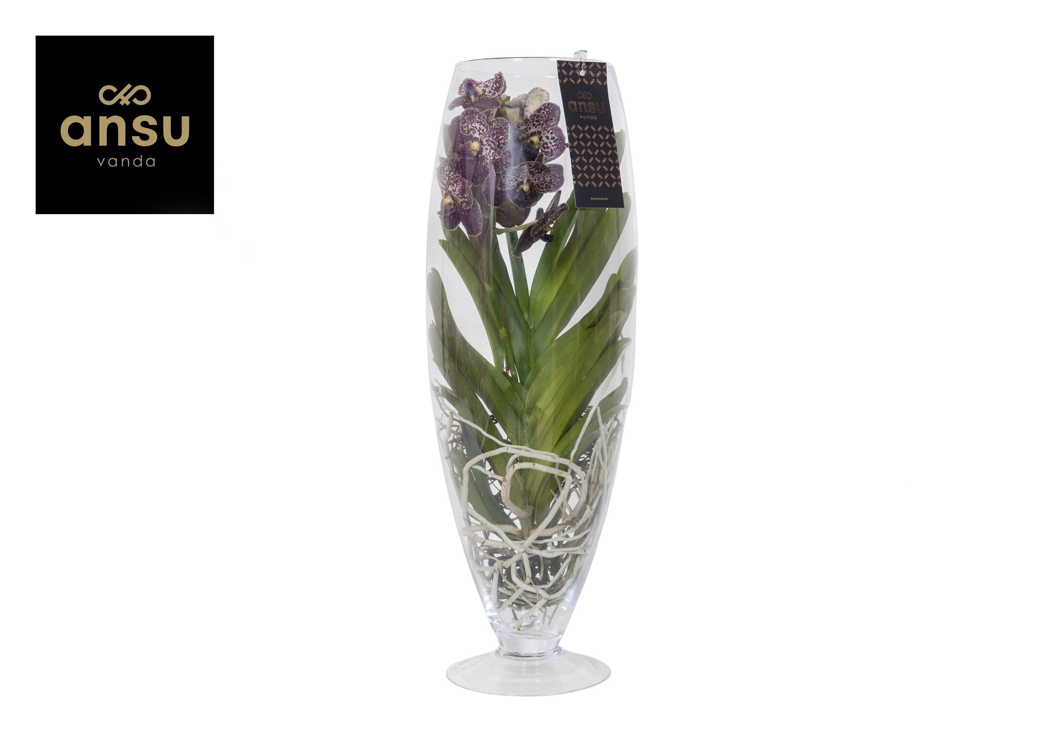 Горшечные цветы и растения оптом Vanda Champagne Brown от 1шт из Голландии с доставкой по России