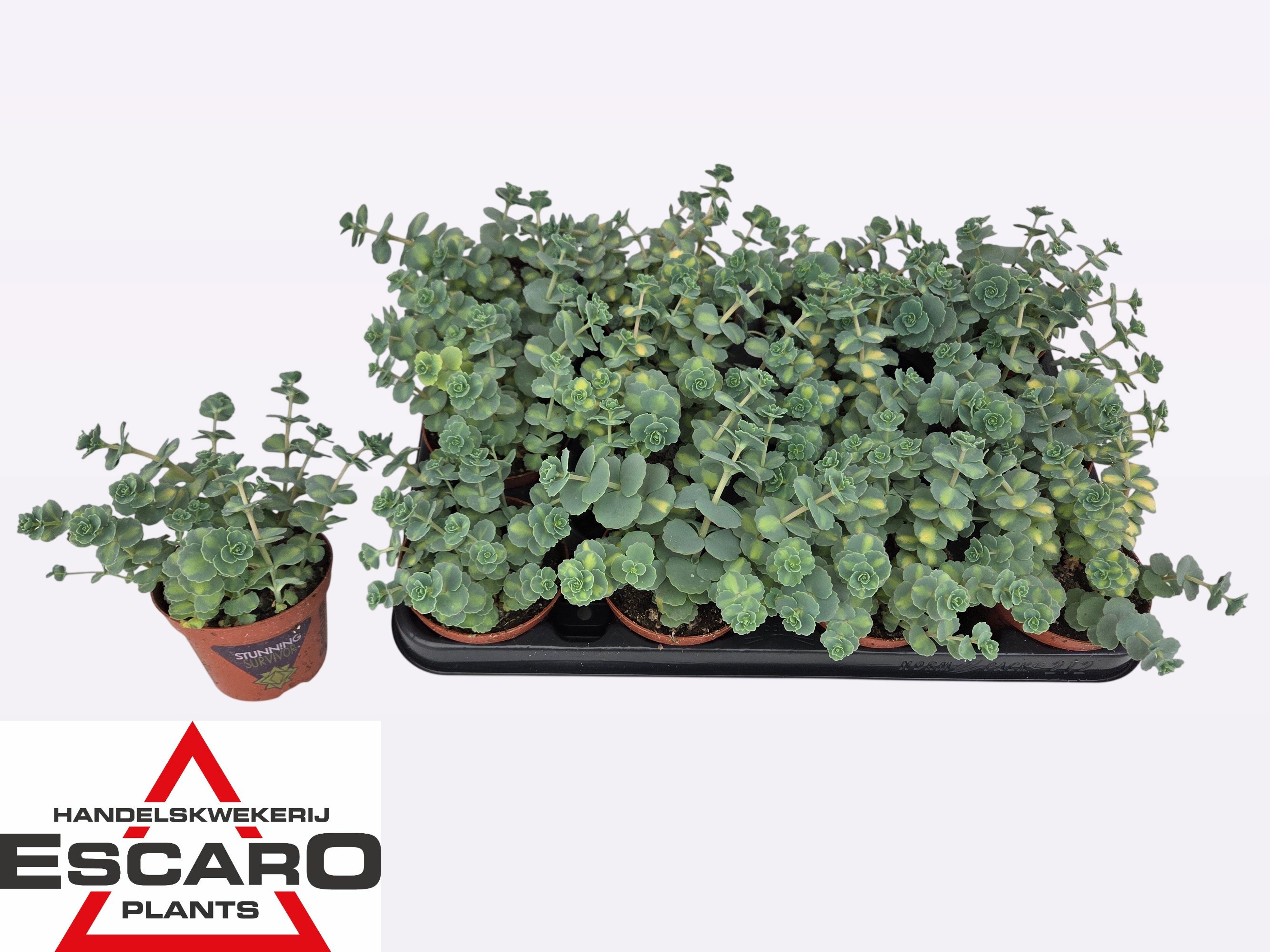 Горшечные цветы и растения оптом Sedum Si Mediovarieg от 12шт (для телеги) из Голландии с доставкой по России