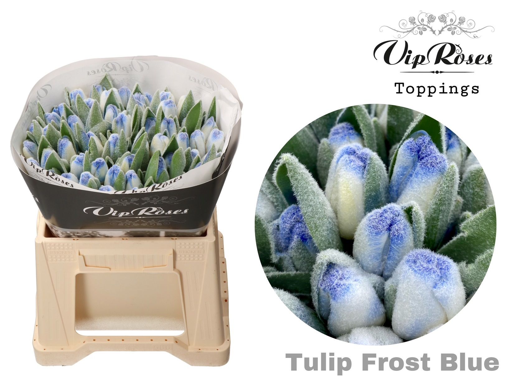 Срезанные цветы оптом Tulipa si paint frost blue от 50шт из Голландии с доставкой по России