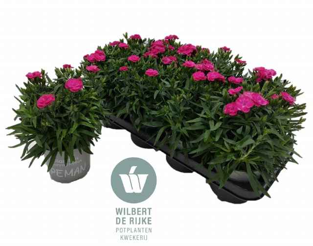 Горшечные цветы и растения оптом Dian Ca Peman Violet от 8шт из Голландии с доставкой по России
