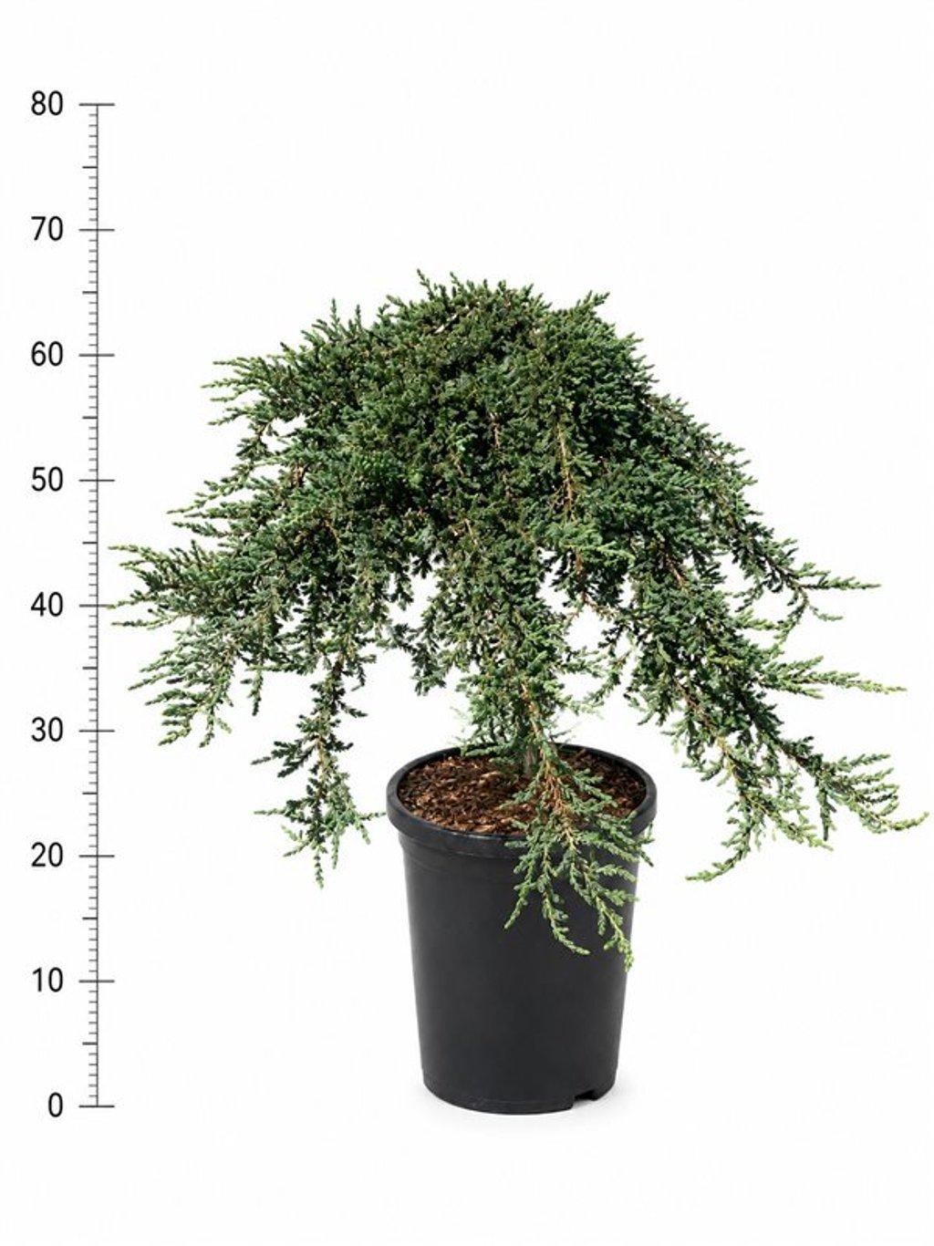 Горшечные цветы и растения оптом Juniperus Comm Green Carpet On Stem от 1шт из Голландии с доставкой по России