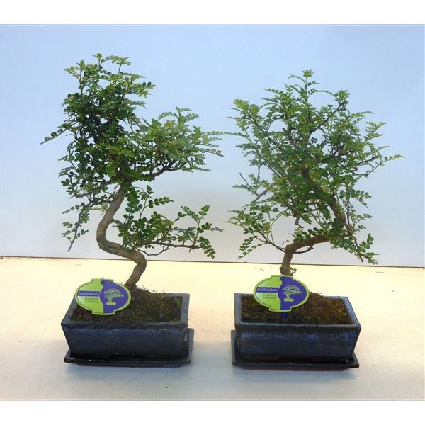 Горшечные цветы и растения оптом Bonsai Zanthoxylum Piperitum, 20cm., Shape, With D от 6шт из Голландии с доставкой по России