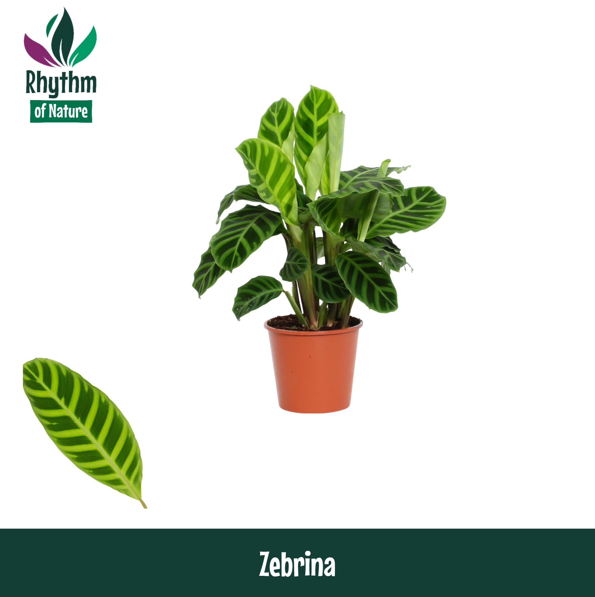 Горшечные цветы и растения оптом Calathea Zebrina A от 8шт из Голландии с доставкой по России