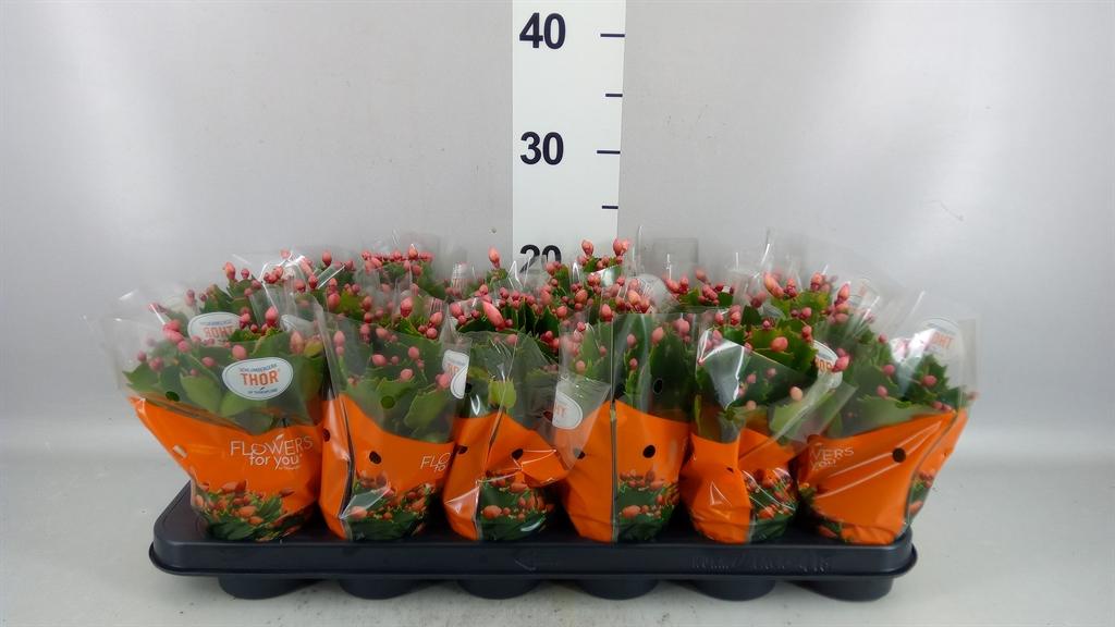 Горшечные цветы и растения оптом Schlumbergera ... от 18шт (для телеги) из Голландии с доставкой по России