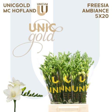 Срезанные цветы оптом Freesia si ambiance от 100шт из Голландии с доставкой по России